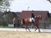 dressage horse Blues 9 (Hanoverian, 2004, from Belissimo NRW)