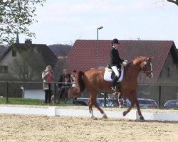 dressage horse Blues 9 (Hanoverian, 2004, from Belissimo NRW)