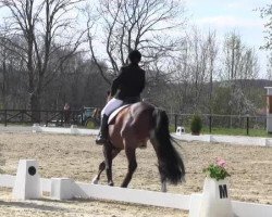 dressage horse Galvani 7 (Hanoverian, 1998, from Graf Top)