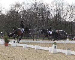 dressage horse Schiller F (Westphalian, 2007, from Sandro Hit)