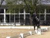 dressage horse Solitaire 83 (Hanoverian, 2009, from Sinatra Song)