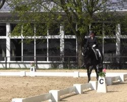 dressage horse Solitaire 83 (Hanoverian, 2009, from Sinatra Song)