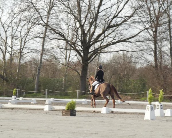 Reitturnier Scharnebeck 2021