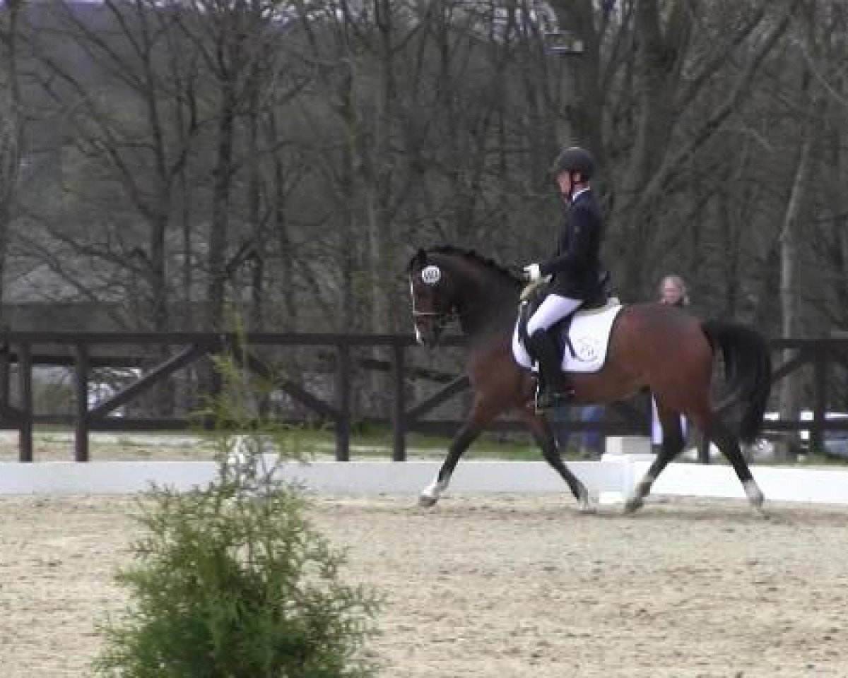 Dressurpferd Mozart's Little Boy (Deutsches Reitpony, 2009, von Mozart II)