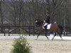 dressage horse Mozart's Little Boy (German Riding Pony, 2009, from Mozart II)