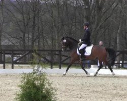 dressage horse Mozart's Little Boy (German Riding Pony, 2009, from Mozart II)