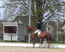 dressage horse Fabulous Treasure (Hanoverian, 2009, from Fürst Nymphenburg)