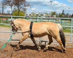 horse Halfara (Fjord Horse, 2011, from Bren)