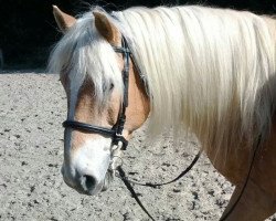 Pferd Peter (Haflinger, 2000, von Alhi Vital)