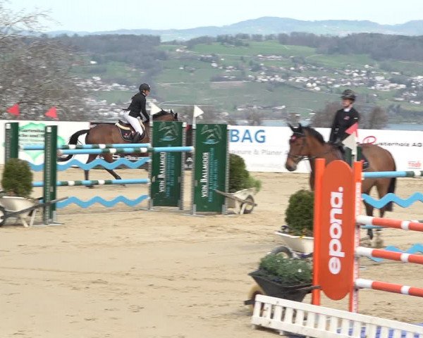 Reitturnier Wädenswil 2021