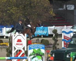 jumper Dollar's Girl (Oldenburg show jumper, 2006, from Dollar du Murier)