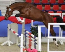 dressage horse August Laurin (Oldenburger, 2012, from August der Starke)