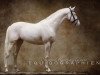 stallion Glitter N'Cream GF (German Warmblood, 2006, from Glitter of Gold xx)