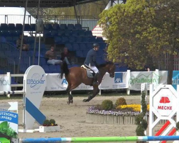 jumper Con D'or 3 (KWPN (Royal Dutch Sporthorse), 2008, from Canturano I)