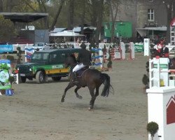 Springpferd Lago Maggiore 29 (Westfale, 2006, von Lord Lancer)