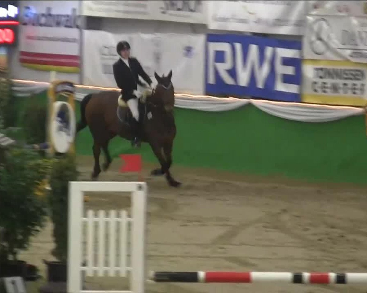 horse Graziosa 10 (Hanoverian, 1997, from Glueckspilz)