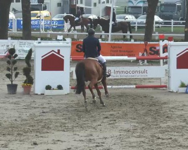 jumper Hermione Jean (Italian Warmblood, 2008, from Acorland)