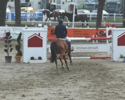 Springpferd Hermione Jean (Italienisches Warmblut, 2008, von Acorland)