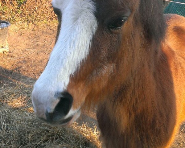 broodmare Farrier's Edwina (Welsh mountain pony (SEK.A), 1990, from Ysselvliedt's Joskin)