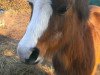 broodmare Farrier's Edwina (Welsh mountain pony (SEK.A), 1990, from Ysselvliedt's Joskin)