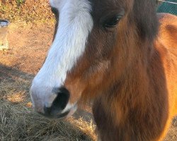 Zuchtstute Farrier's Edwina (Welsh Mountain Pony (Sek.A), 1990, von Ysselvliedt's Joskin)