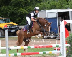 jumper Don Beppino (German Riding Pony, 2005, from Black Magic)