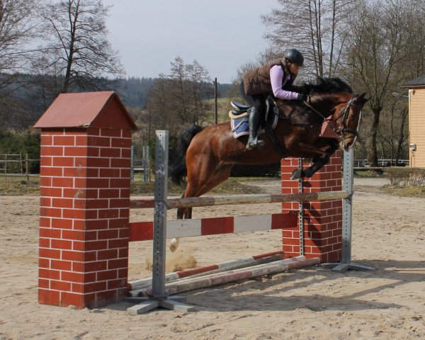 Pferd Bill (Deutsches Sportpferd, 2007, von Baldini I)