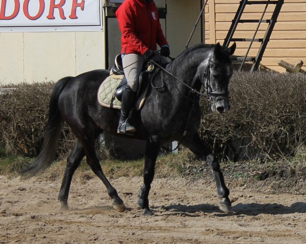 horse Ben (Polish Warmblood, 2010)