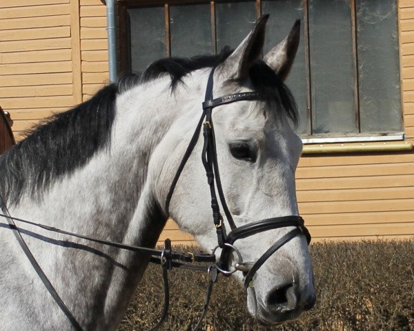 horse Selly (Polish Warmblood, 2009)