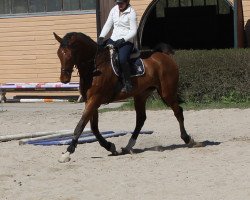 jumper Chico L (Hanoverian, 2002, from Chasseur I)