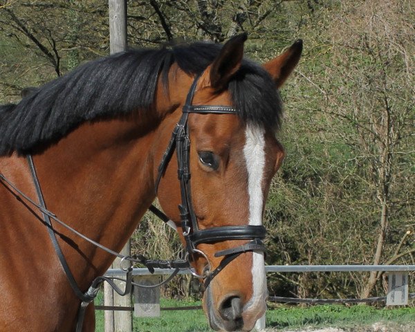 horse Coen M H (KWPN (Royal Dutch Sporthorse), 2007)