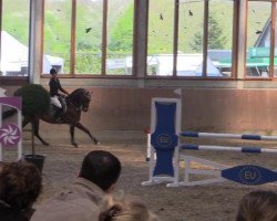 jumper Call me Tiger 3 (Hanoverian, 2003, from Contendro I)