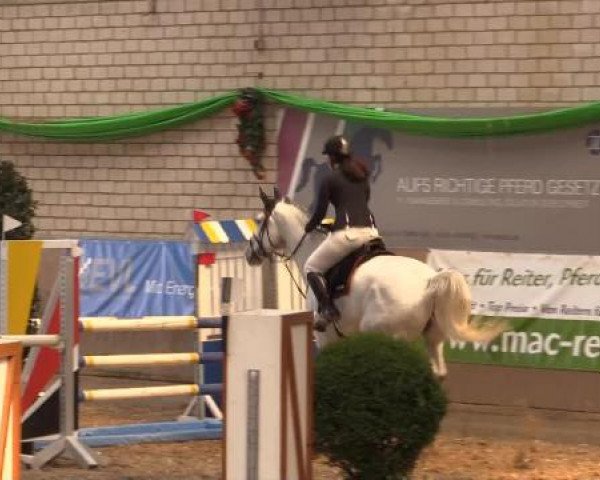 jumper Julie Trefle (KWPN (Royal Dutch Sporthorse), 2006, from Jumpilot)