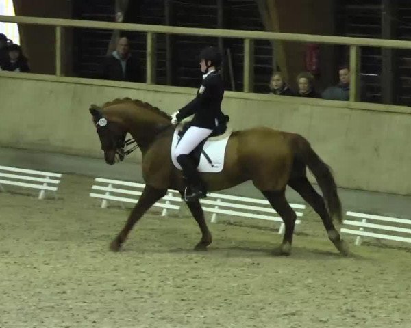 dressage horse Delaware 13 (Hanoverian, 1996, from Donnerhall)