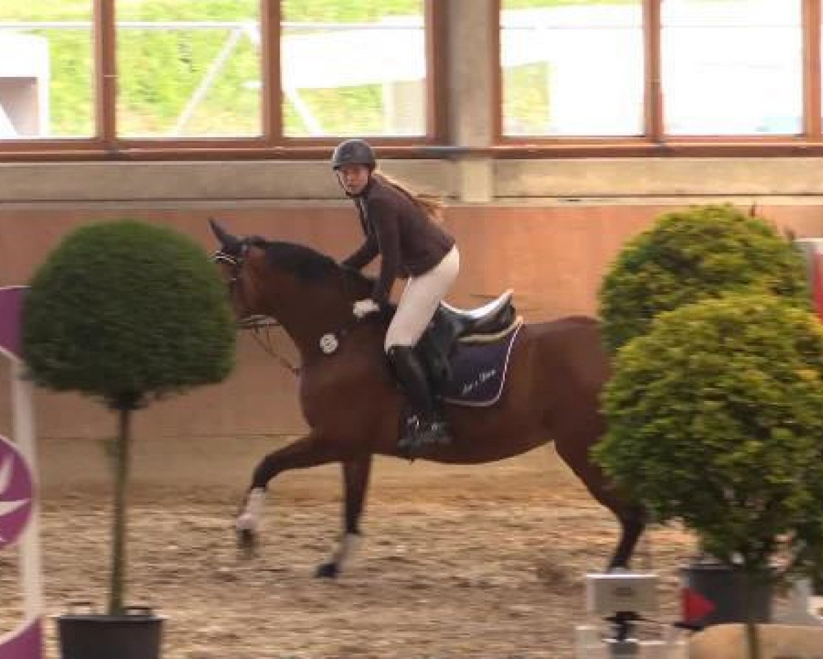 jumper Aco's Diva T (Rhinelander, 2008, from Acorado's Ass)