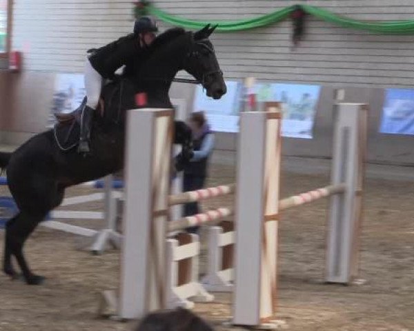 jumper Cassis du Gibet (Luxembourg horse, 2007, from Canturo)