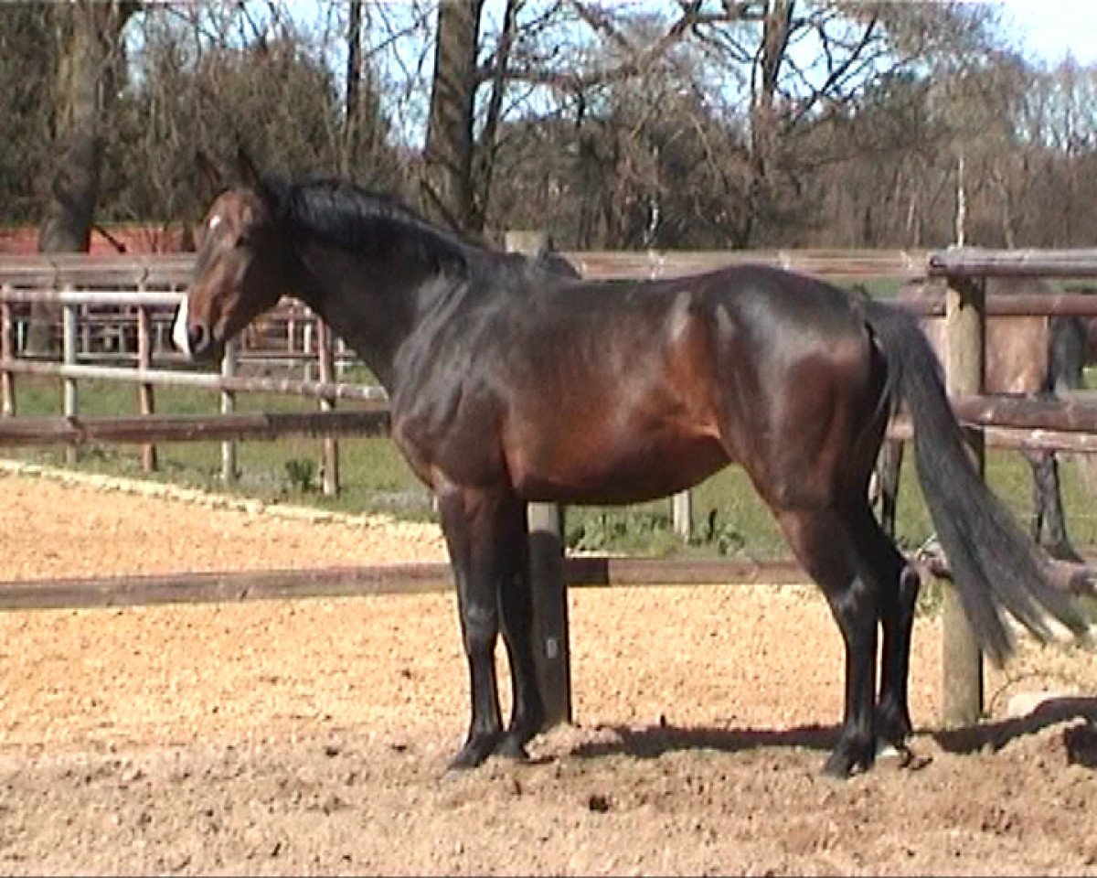 jumper Wallach von Numero Uno (Holsteiner, 2012, from Numero Uno)