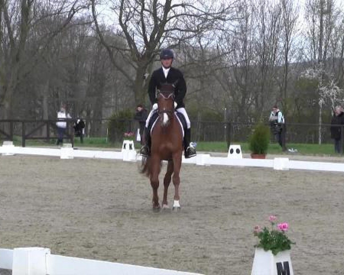 dressage horse Tip Top P (Trakehner, 2010, from Imperio 3)