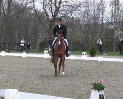 Dressurpferd Tip Top P (Trakehner, 2010, von Imperio 3)