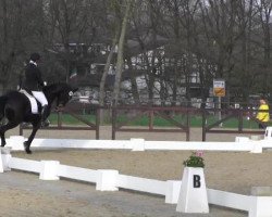 dressage horse Riada (Westphalian, 2009, from Rock Forever NRW)