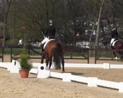 dressage horse Daiquiri 99 (unknown, 2011)