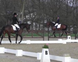 dressage horse Eternity G (Westphalian, 2009, from Estobar NRW)