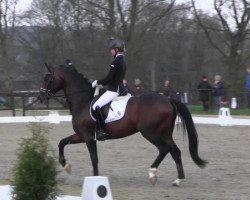 dressage horse Scope (Hanoverian, 2011, from Scolari)