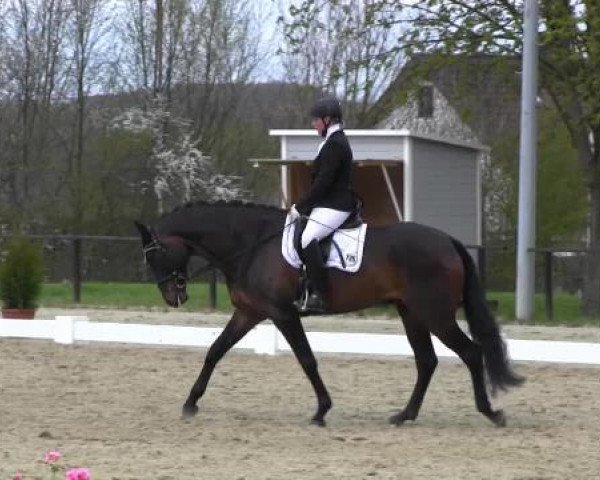 broodmare Lady Liberty - H (Oldenburg, 2010, from L'espoir)