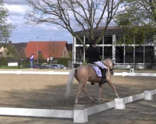 dressage horse HET Donnerlittchen (German Riding Pony, 2011, from Donnerwetter)