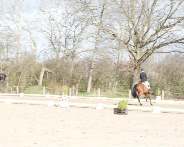 Reitturnier Scharnebeck 2021