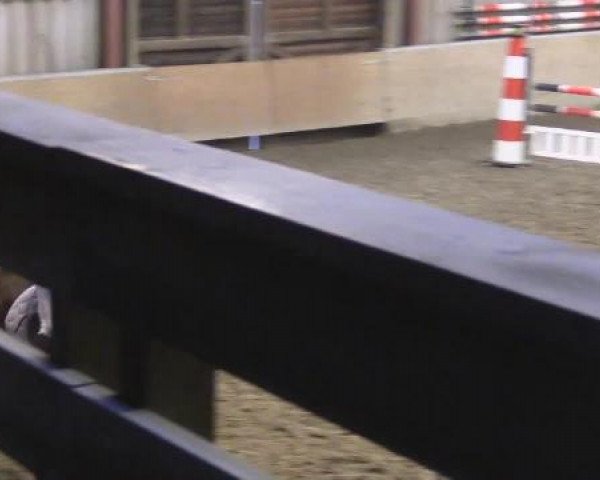 jumper Salino 43 (Hanoverian, 2001, from Slibovitz)