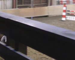 jumper Salino 43 (Hanoverian, 2001, from Slibovitz)