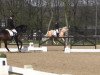 dressage horse Hawaii (Hanoverian, 2010, from Herzensdieb)