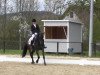 dressage horse Sohn der Söhne (Westphalian, 2010, from Son of Cologne)